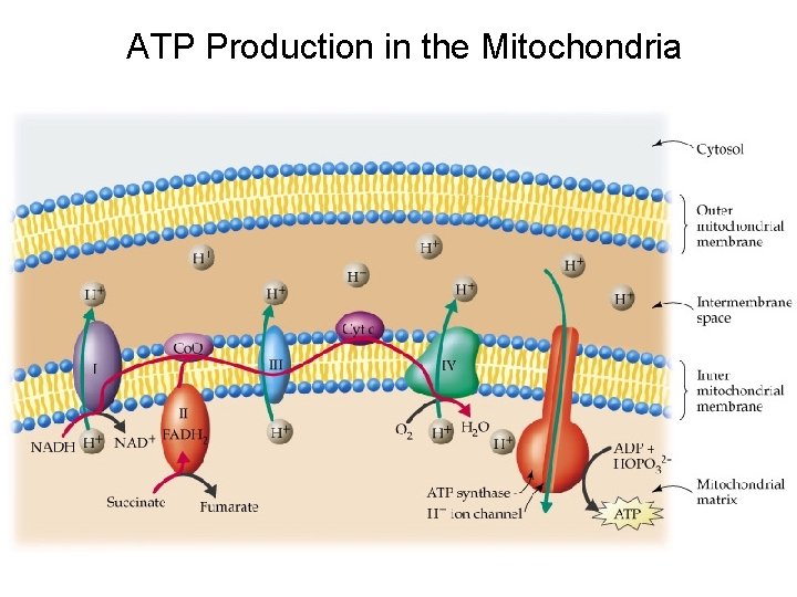 ATP Production in the Mitochondria 