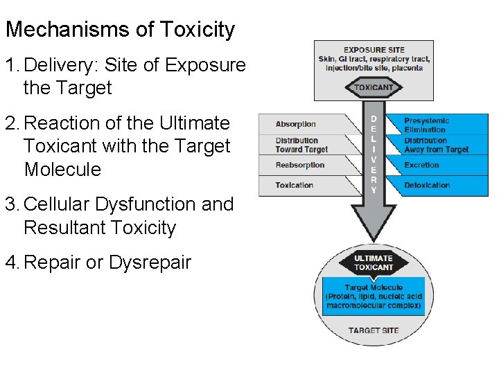 Mechanisms of Toxicity 1. Delivery: Site of Exposure to the Target 2. Reaction of