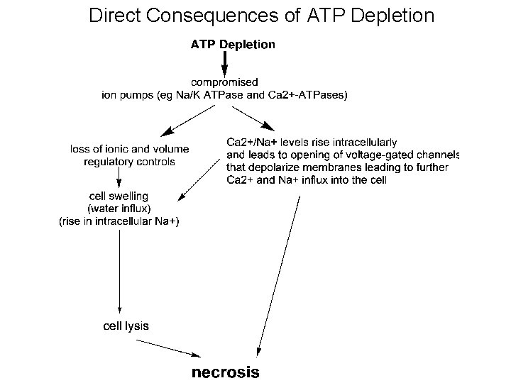 Direct Consequences of ATP Depletion 