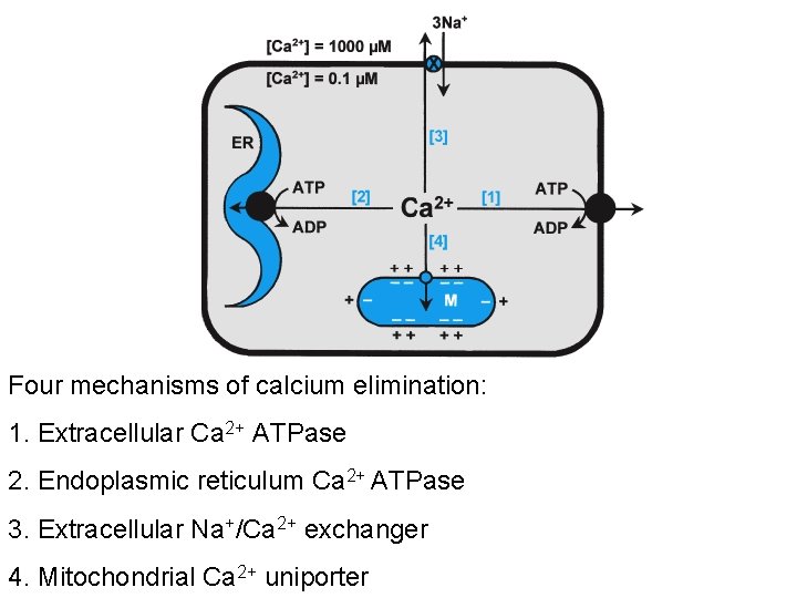 Four mechanisms of calcium elimination: 1. Extracellular Ca 2+ ATPase 2. Endoplasmic reticulum Ca