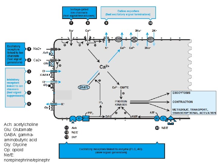 Na 2+ Ca 2+ Ach: acetylcholine Glu: Glutamate GABA: gammaaminobutyric acid Gly: Glycine Op: