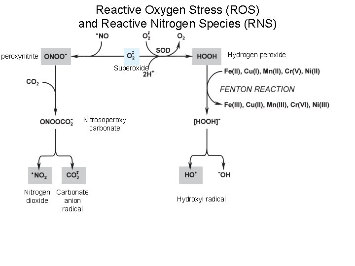 Reactive Oxygen Stress (ROS) and Reactive Nitrogen Species (RNS) Hydrogen peroxide peroxynitrite Superoxide Nitrosoperoxy