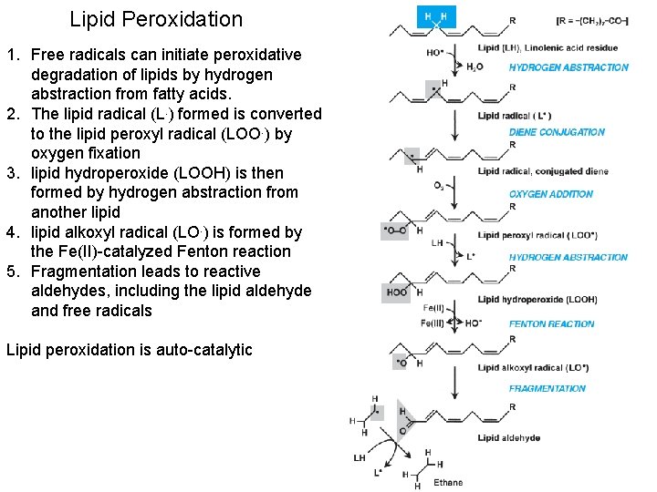 Lipid Peroxidation 1. Free radicals can initiate peroxidative degradation of lipids by hydrogen abstraction