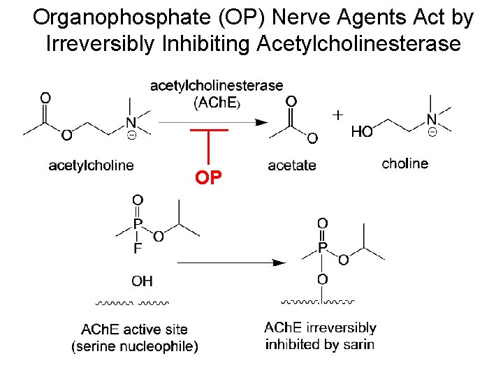 Organophosphate (OP) Nerve Agents Act by Irreversibly Inhibiting Acetylcholinesterase OP 