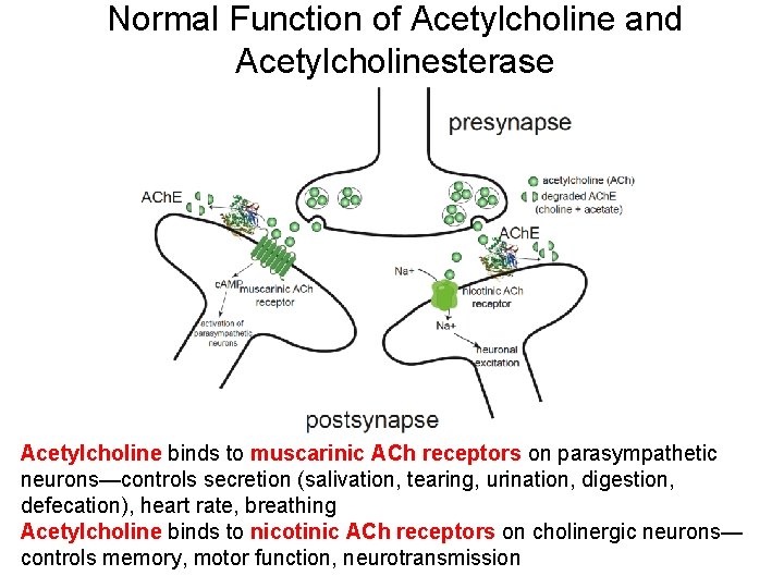 Normal Function of Acetylcholine and Acetylcholinesterase Acetylcholine binds to muscarinic ACh receptors on parasympathetic