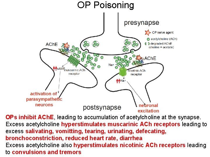 OP Poisoning OPs inhibit ACh. E, leading to accumulation of acetylcholine at the synapse.