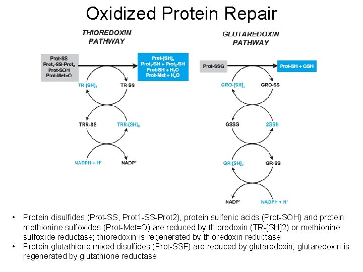 Oxidized Protein Repair • • Protein disulfides (Prot-SS, Prot 1 -SS-Prot 2), protein sulfenic