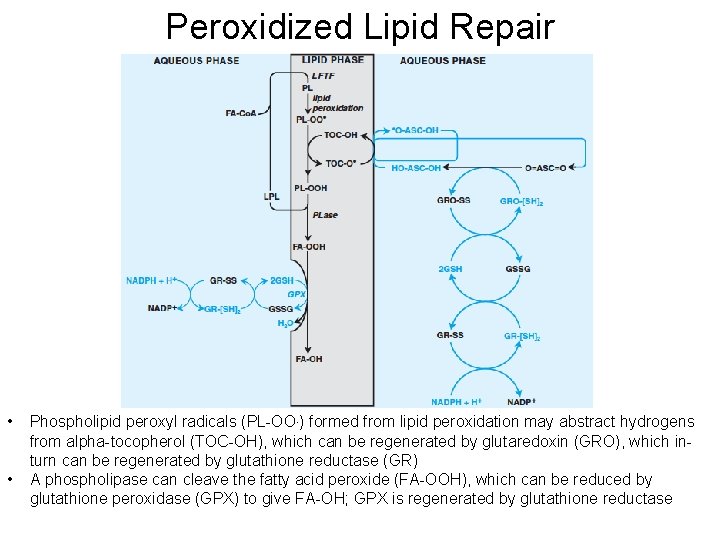 Peroxidized Lipid Repair • • Phospholipid peroxyl radicals (PL-OO. ) formed from lipid peroxidation