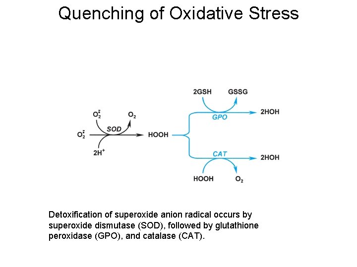 Quenching of Oxidative Stress Detoxification of superoxide anion radical occurs by superoxide dismutase (SOD),