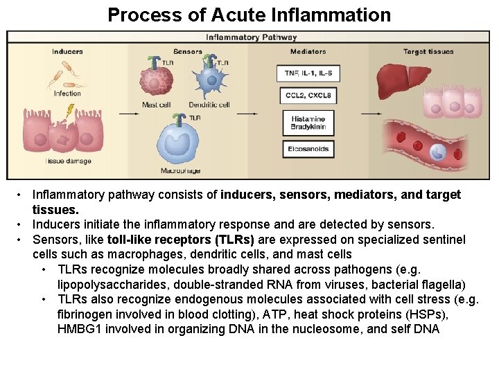 Process of Acute Inflammation • Inflammatory pathway consists of inducers, sensors, mediators, and target