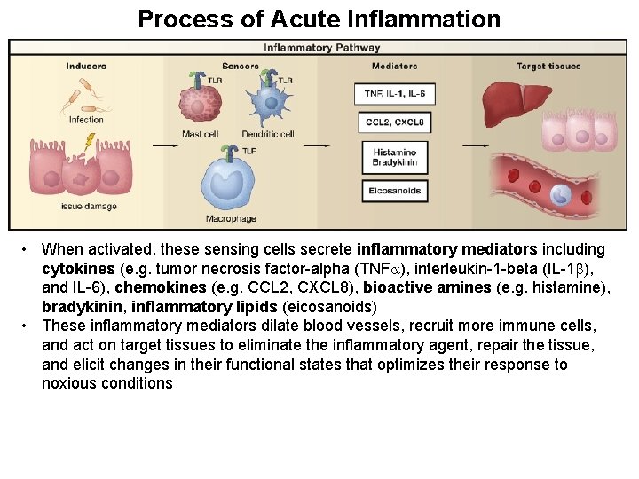 Process of Acute Inflammation • When activated, these sensing cells secrete inflammatory mediators including