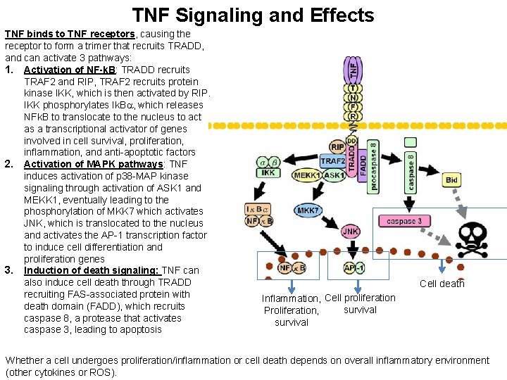 TNF Signaling and Effects TNF binds to TNF receptors, causing the receptor to form