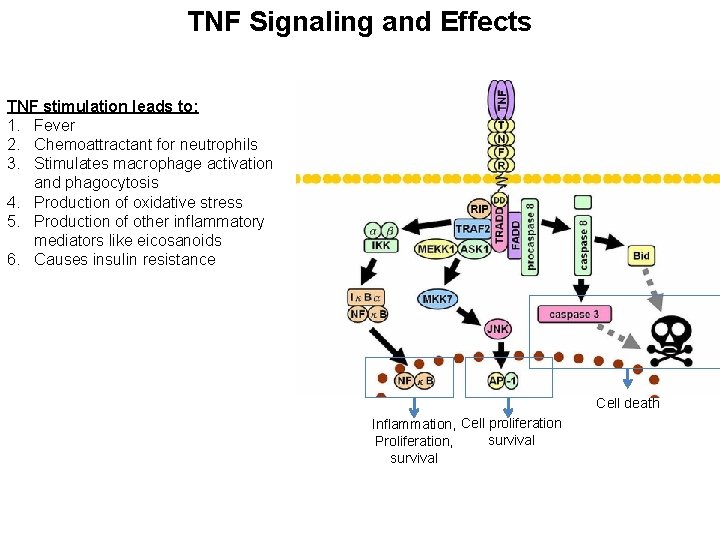 TNF Signaling and Effects TNF stimulation leads to: 1. Fever 2. Chemoattractant for neutrophils