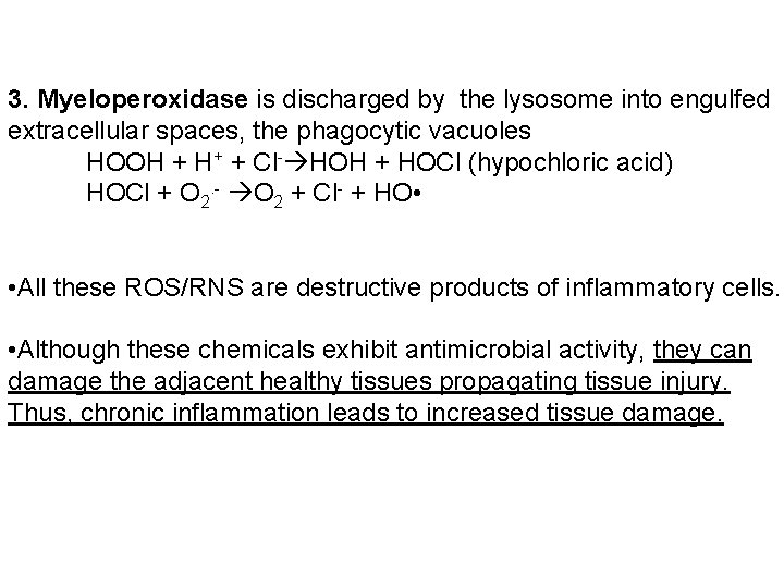 3. Myeloperoxidase is discharged by the lysosome into engulfed extracellular spaces, the phagocytic vacuoles