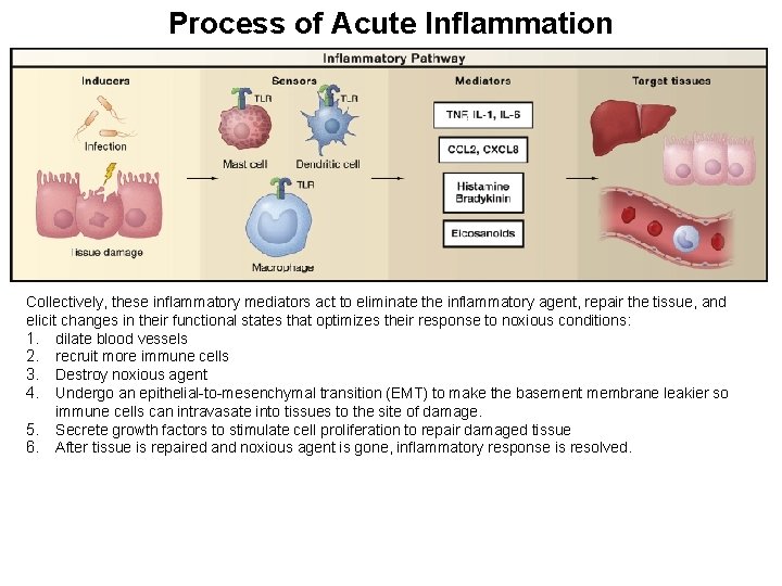 Process of Acute Inflammation Collectively, these inflammatory mediators act to eliminate the inflammatory agent,