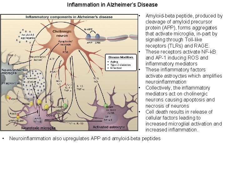 Inflammation in Alzheimer’s Disease • • • Amyloid-beta peptide, produced by cleavage of amyloid