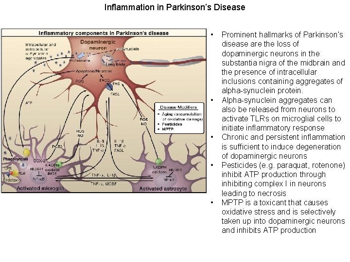 Inflammation in Parkinson’s Disease • • • Prominent hallmarks of Parkinson’s disease are the