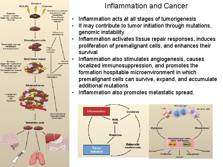 Inflammation and Cancer • Inflammation acts at all stages of tumorigenesis • It may