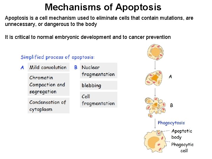 Mechanisms of Apoptosis is a cell mechanism used to eliminate cells that contain mutations,