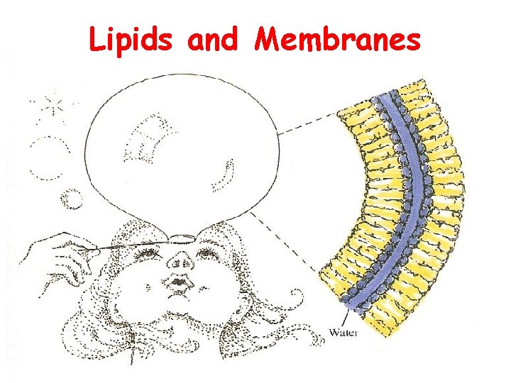 Lipids and Membranes 