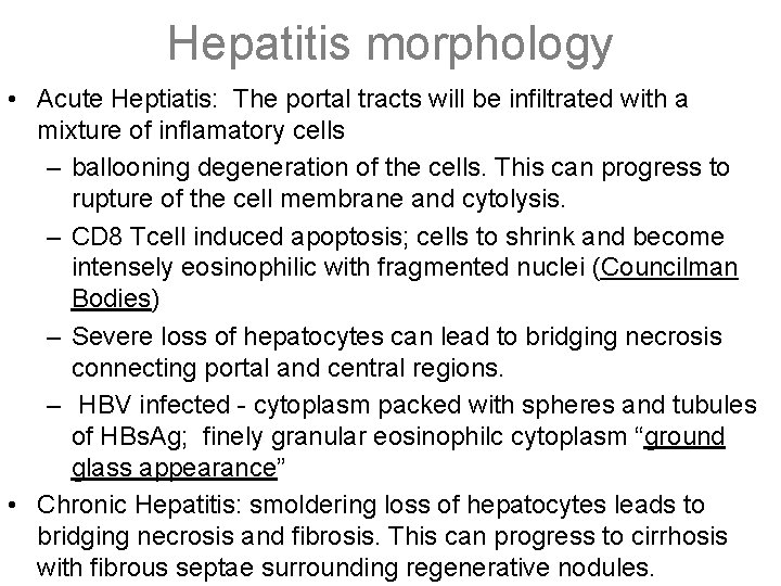 Hepatitis morphology • Acute Heptiatis: The portal tracts will be infiltrated with a mixture