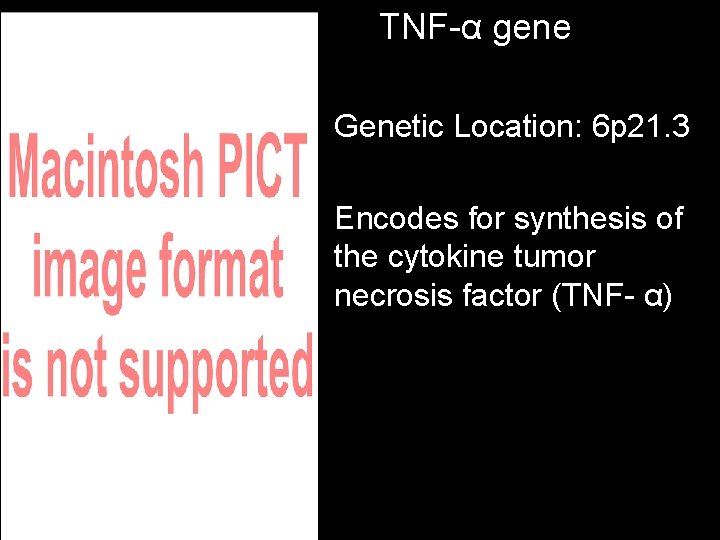 TNF-α gene • Genetic Location: 6 p 21. 3 • Encodes for synthesis of