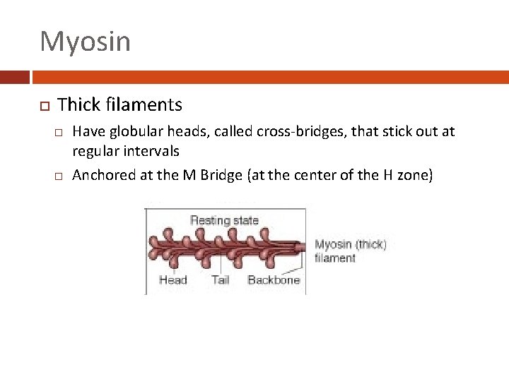 MACRO AND MICRO STRUCTURE OF MUSCLE Module 1