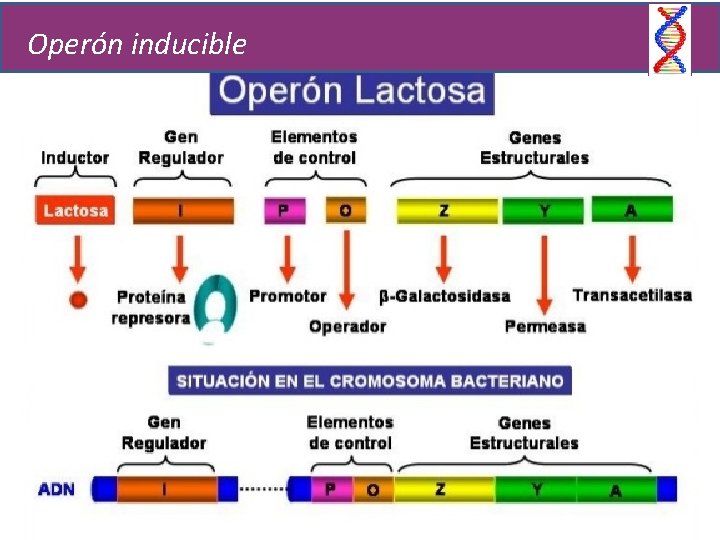 Operón inducible 