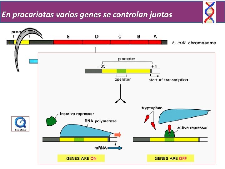 En procariotas varios genes se controlan juntos 