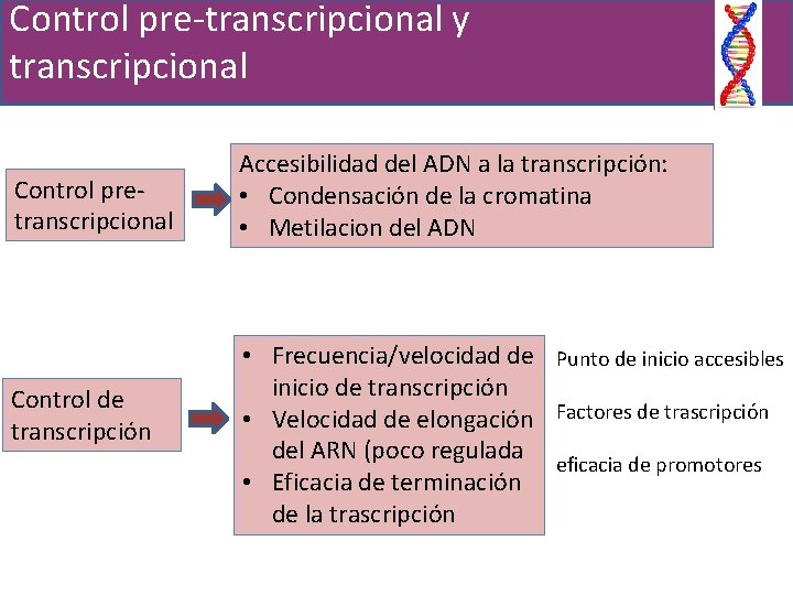 Control pre-transcripcional y transcripcional Control pretranscripcional Control de transcripción Accesibilidad del ADN a la