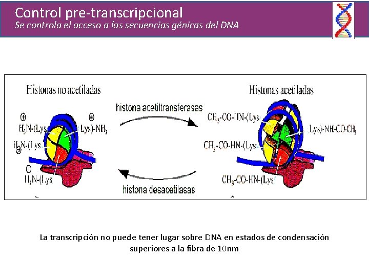 Control pre-transcripcional Se controla el acceso a las secuencias génicas del DNA La transcripción