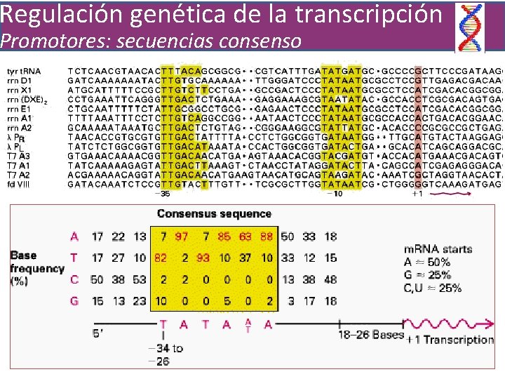 Regulación genética de la transcripción Promotores: Secuencias consenso Promotores: secuencias consenso 