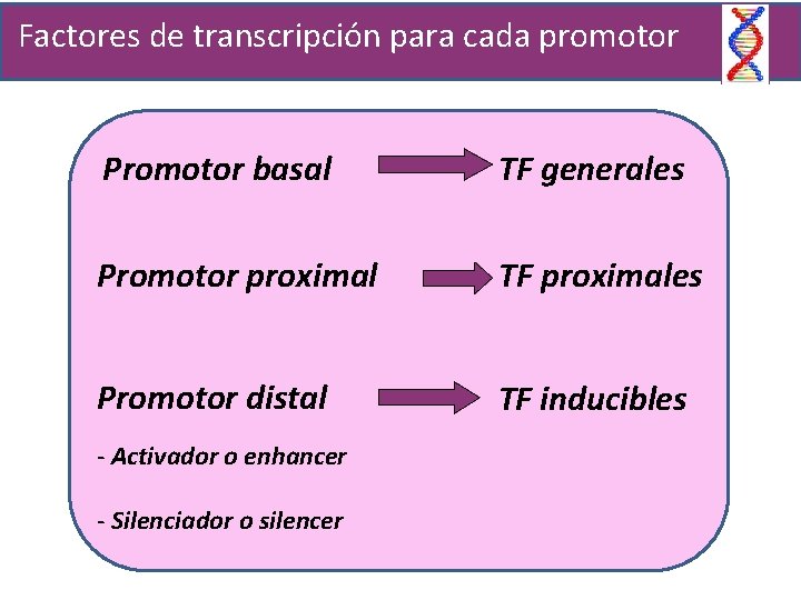 Factores de transcripción para cada promotor Promotor basal TF generales Promotor proximal TF proximales
