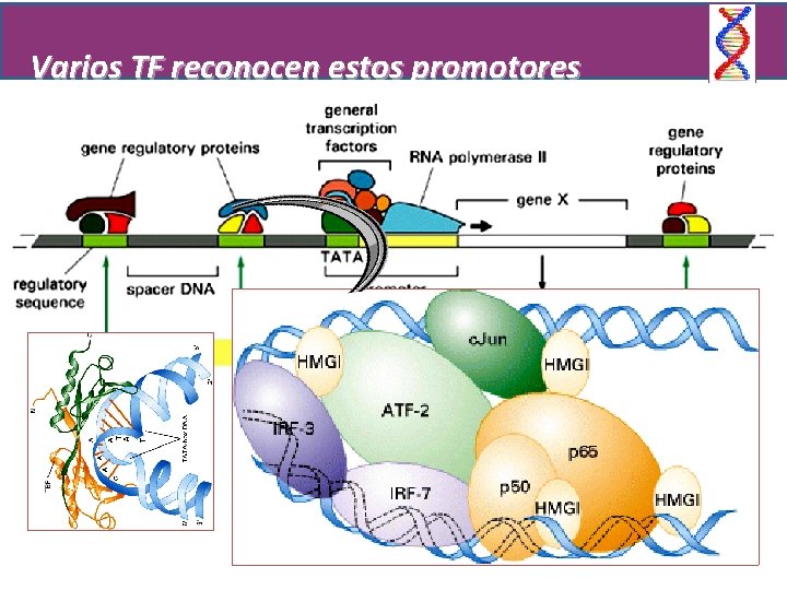 Varios TF reconocen estos promotores 