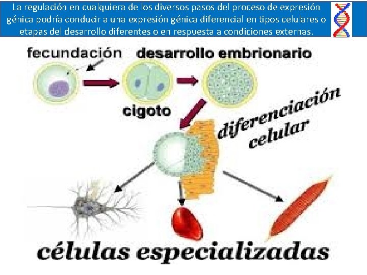 La regulación en cualquiera de los diversos pasos del proceso de expresión génica podría