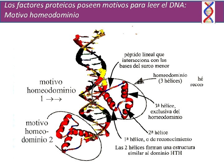Los factores proteicos poseen motivos para leer el DNA: Motivo homeodominio 