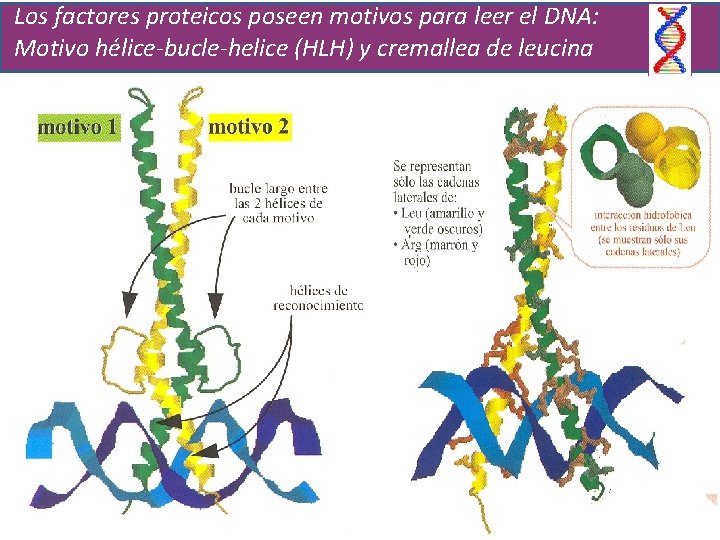 Los factores proteicos poseen motivos para leer el DNA: Motivo hélice-bucle-helice (HLH) y cremallea