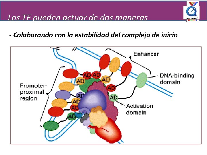 Los TF pueden actuar de dos maneras - Colaborando con la estabilidad del complejo