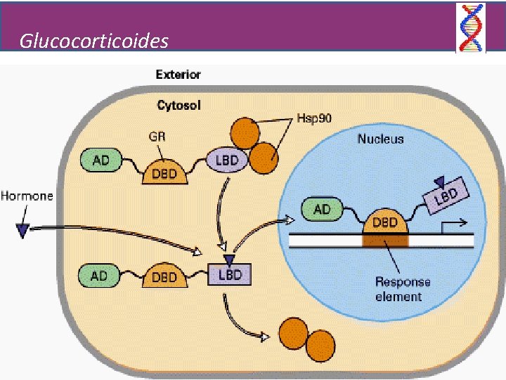 Glucocorticoides 