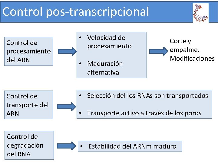 Control pos-transcripcional Control de procesamiento del ARN Control de transporte del ARN Control de