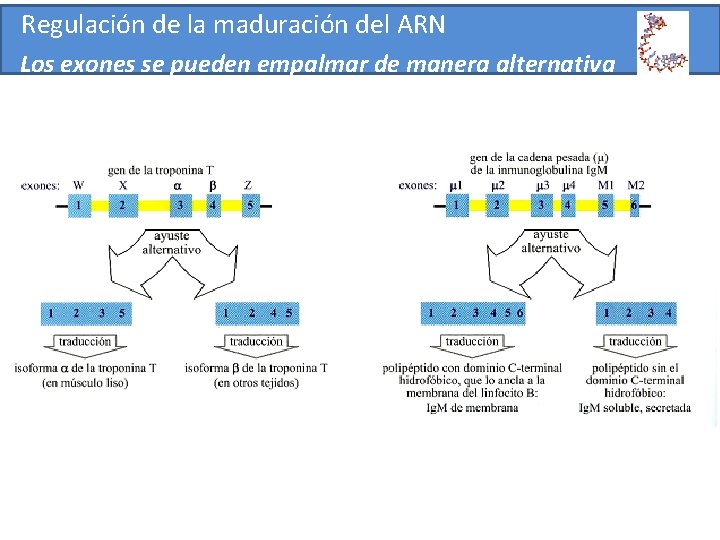 Regulación de la maduración del ARN Los exones se pueden empalmar de manera alternativa