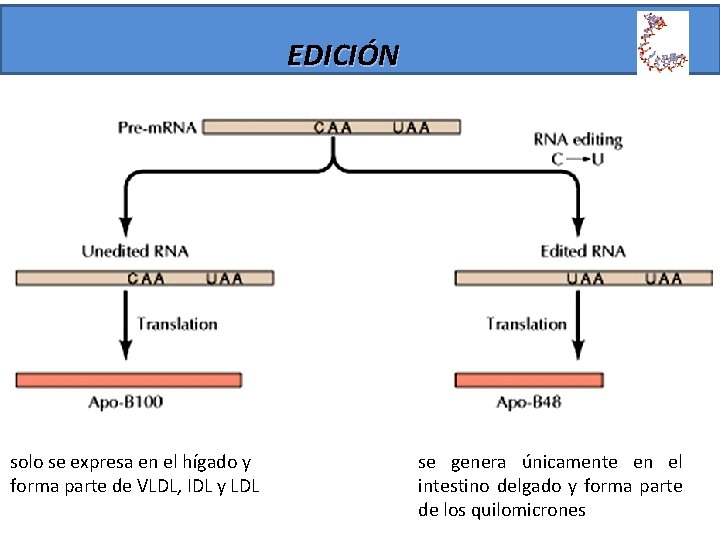 EDICIÓN solo se expresa en el hígado y forma parte de VLDL, IDL y