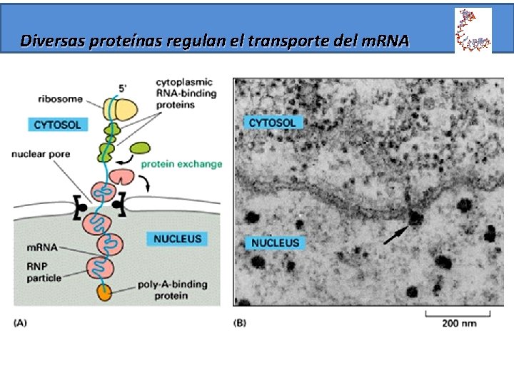 Diversas proteínas regulan el transporte del m. RNA 