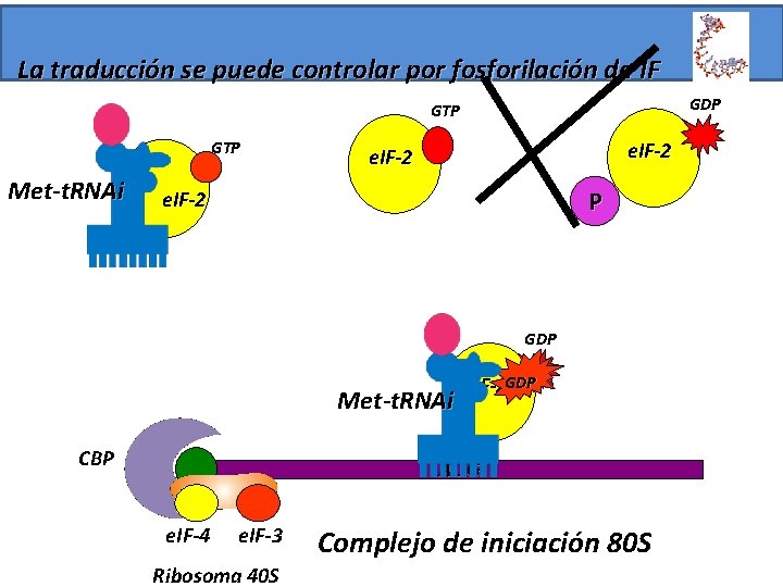 La traducción se puede controlar por fosforilación de IF GDP GTP Met-t. RNAi e.