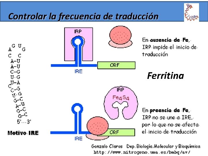 Controlar la frecuencia de traducción Ferritina 