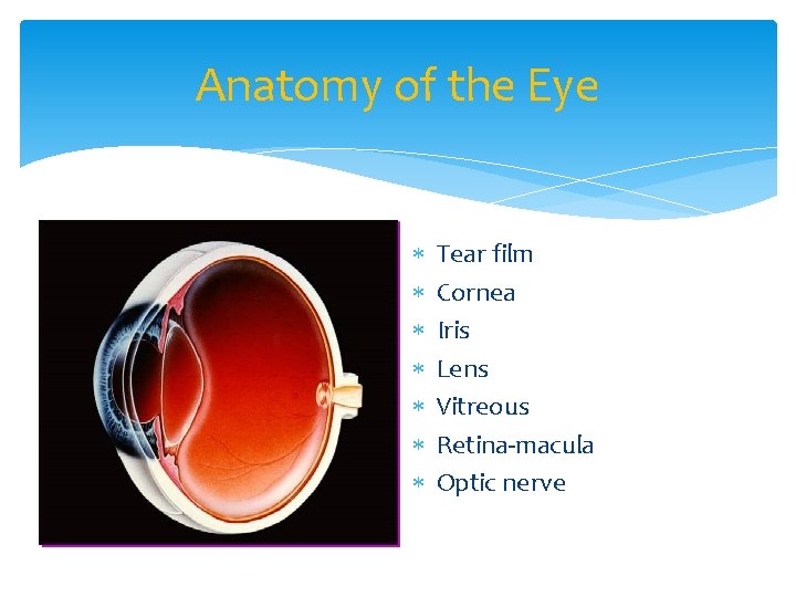 Anatomy of the Eye Tear film Cornea Iris Lens Vitreous Retina-macula Optic nerve 