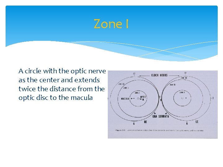 Zone I A circle with the optic nerve as the center and extends twice