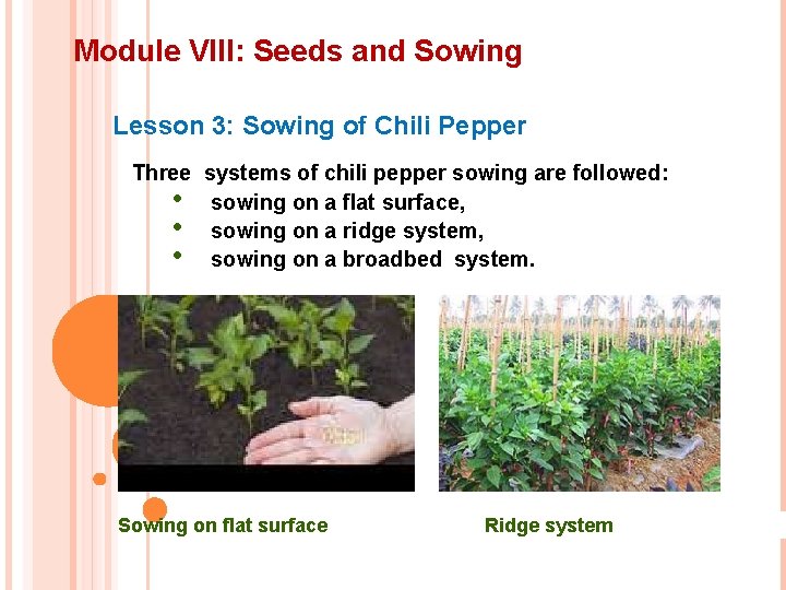 Module VIII: Seeds and Sowing Lesson 3: Sowing of Chili Pepper Three systems of