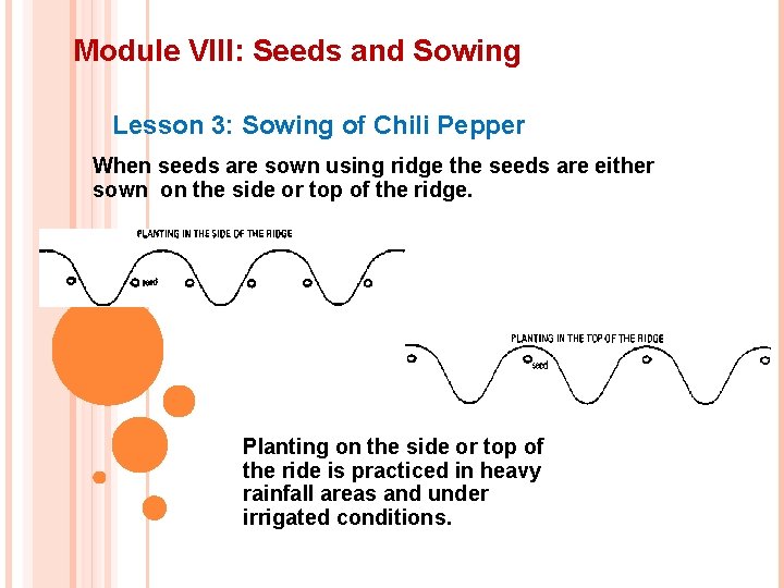 Module VIII: Seeds and Sowing Lesson 3: Sowing of Chili Pepper When seeds are