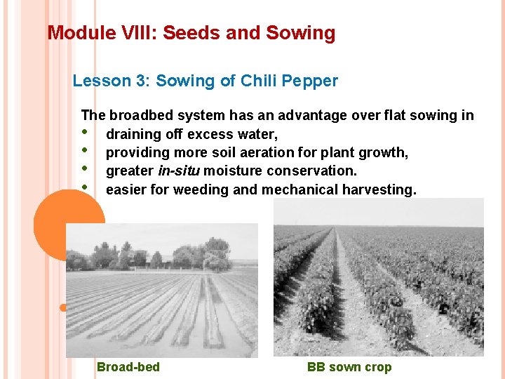 Module VIII: Seeds and Sowing Lesson 3: Sowing of Chili Pepper The broadbed system